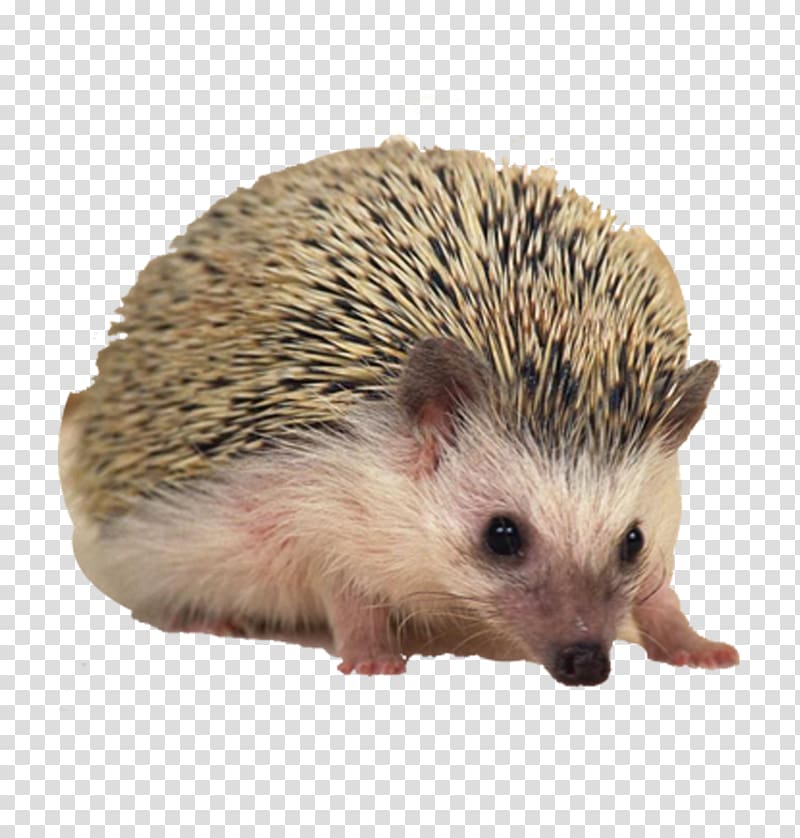 Sonic the Hedgehog European Hedgehog Hamster Porcupine Pet, Hedgehog transparent background PNG clipart