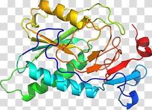 Line Point Organism , line transparent background PNG clipart thumbnail