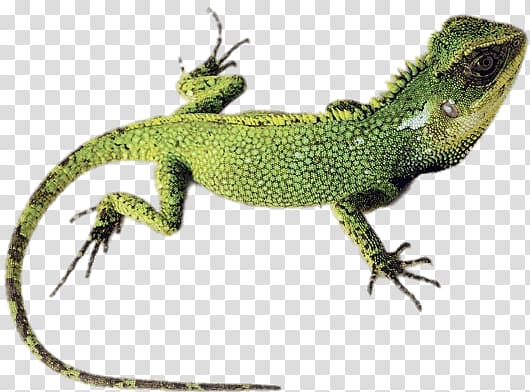 green lizard illustration, Green Lizard transparent background PNG clipart
