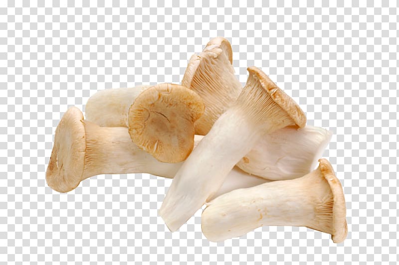 Pleurotus eryngii Mushroom Food Vegetable Agaricus, HD fresh mushrooms transparent background PNG clipart