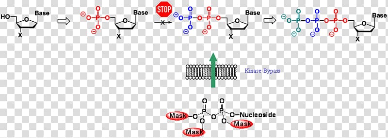Nucleoside-diphosphate kinase Nucleoside analogue Nucleotide, drug-delivery transparent background PNG clipart