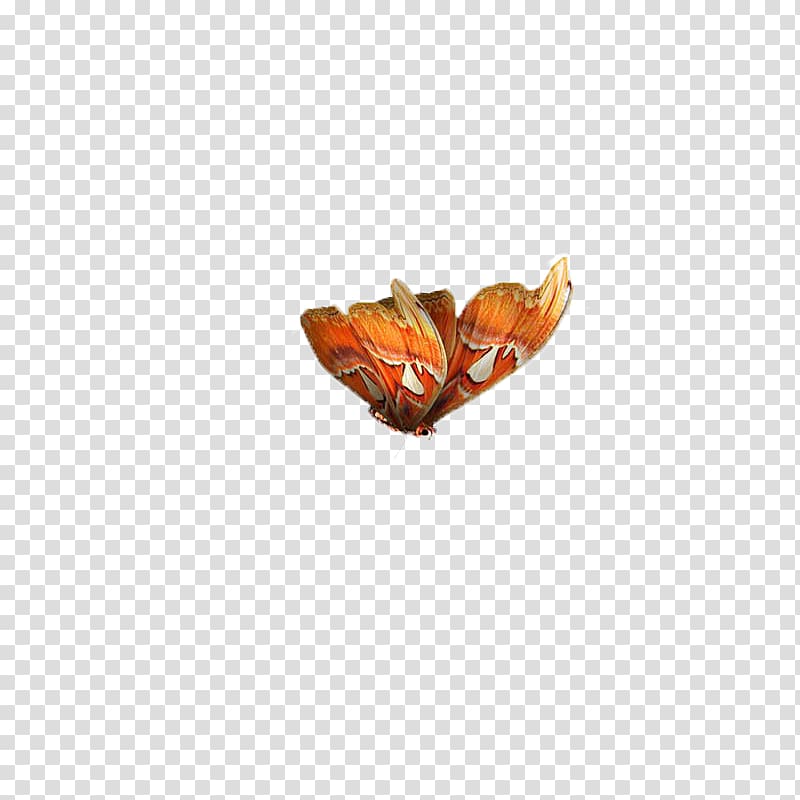 Butterfly Moth Pattern, butterfly,insect,specimen transparent background PNG clipart