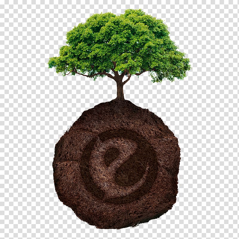 Tree planting Forest Branch Evergreen, arboles transparent background PNG clipart
