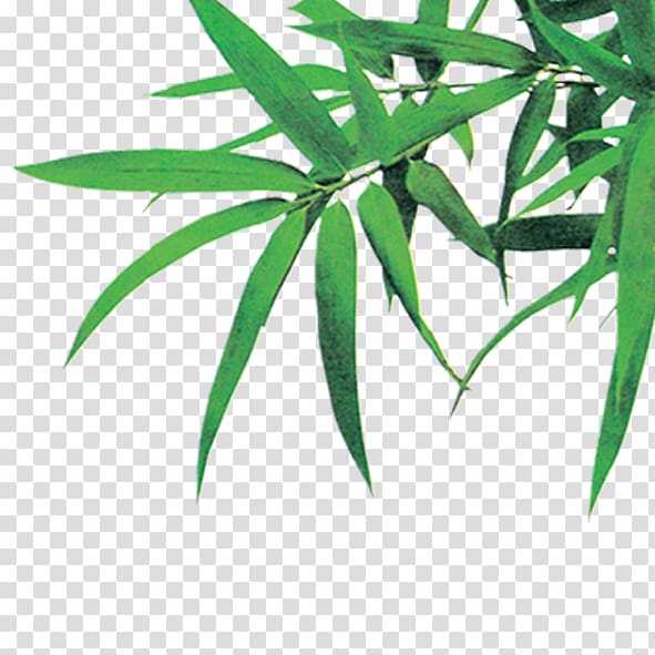 Bambusodae Icon, Green bamboo leaves transparent background PNG clipart