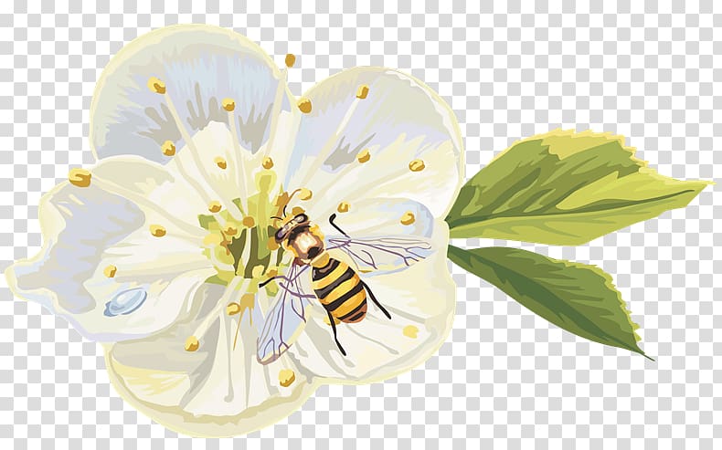 Blossom, flower transparent background PNG clipart Blossom, flower transparent background PNG clipart