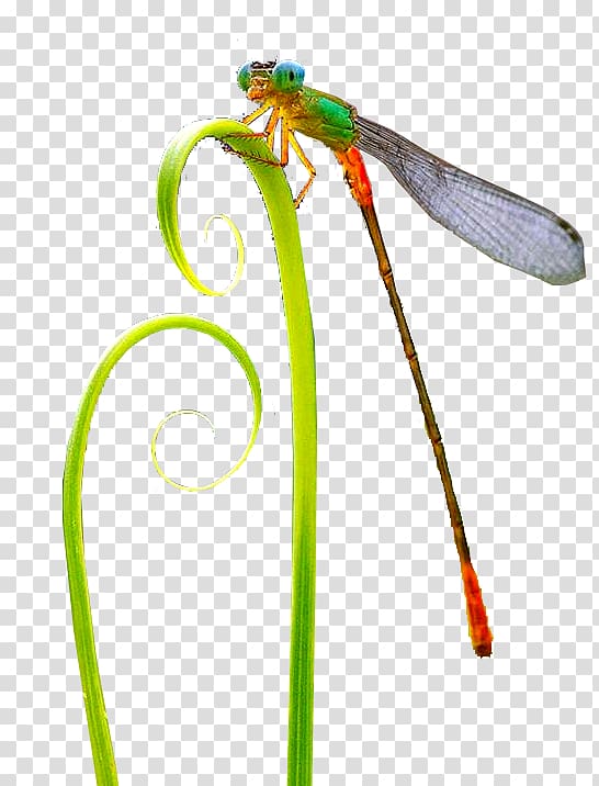 Insect Dragonfly Pollinator, insect transparent background PNG clipart