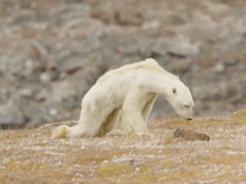 Polar bear Baffin Island Moose grapher, polar bear transparent background PNG clipart