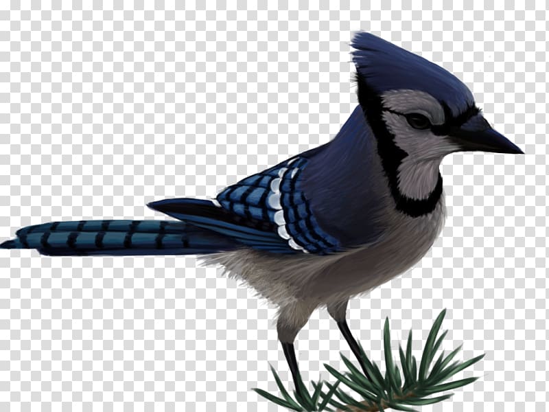 Blue jay Bird Drawing, Bird transparent background PNG clipart