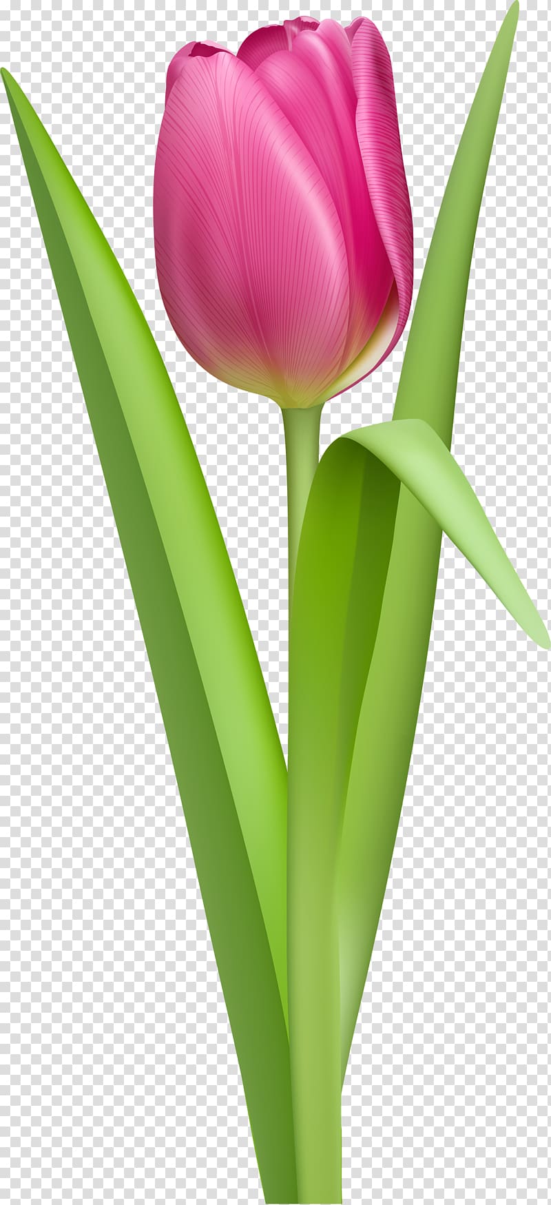 Tulip Pink , Tulip transparent background PNG clipart