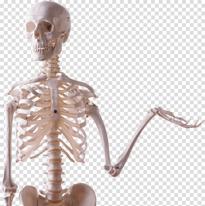 Human skeleton Human body Bone Skull, Skeleton transparent background PNG clipart