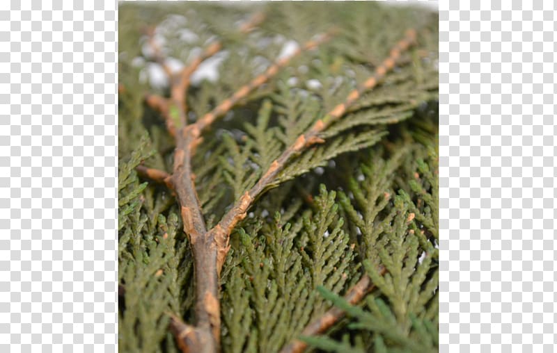 Pine family Evergreen, thuja transparent background PNG clipart
