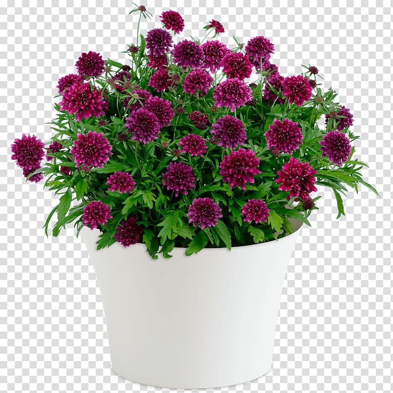 Floristry Flower delivery Flower bouquet New South Wales, flower transparent background PNG clipart