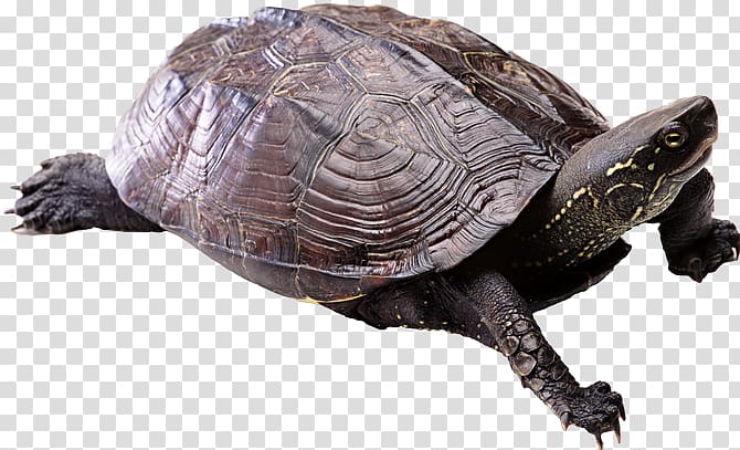 Turtle shell, turtle transparent background PNG clipart