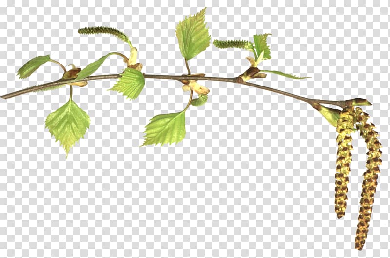 Birch Leaf Branch , Leaf transparent background PNG clipart