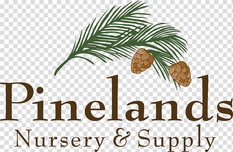 Pine family CRIANDO MENINOS Food Book Font, north florida native plants transparent background PNG clipart