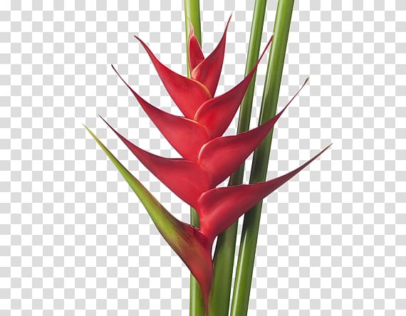 Heliconia bihai Tropics Heliconia rostrata Flower Heliconia wagneriana, flower transparent background PNG clipart