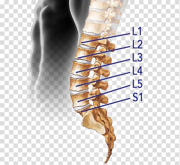 Lumbar vertebrae Anatomy Vertebral column Human body, others transparent background PNG clipart