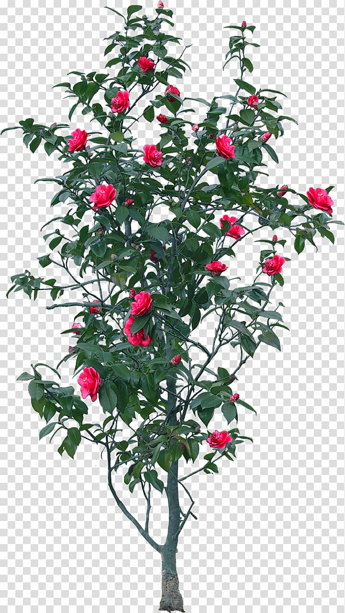 Tree Flower , Chinese rose transparent background PNG clipart