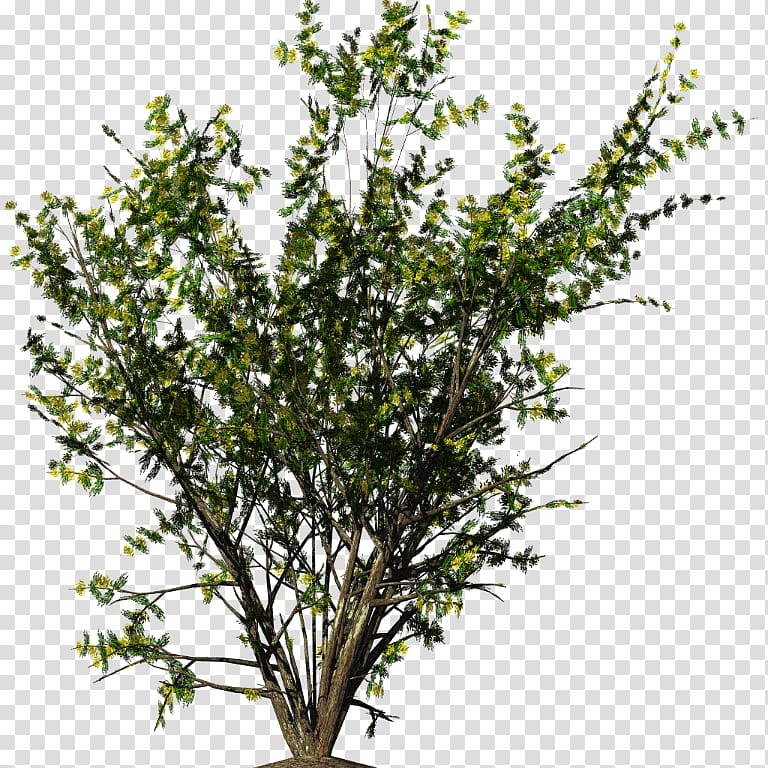 green leafed plant, Shrub Flower, bushes transparent background PNG clipart