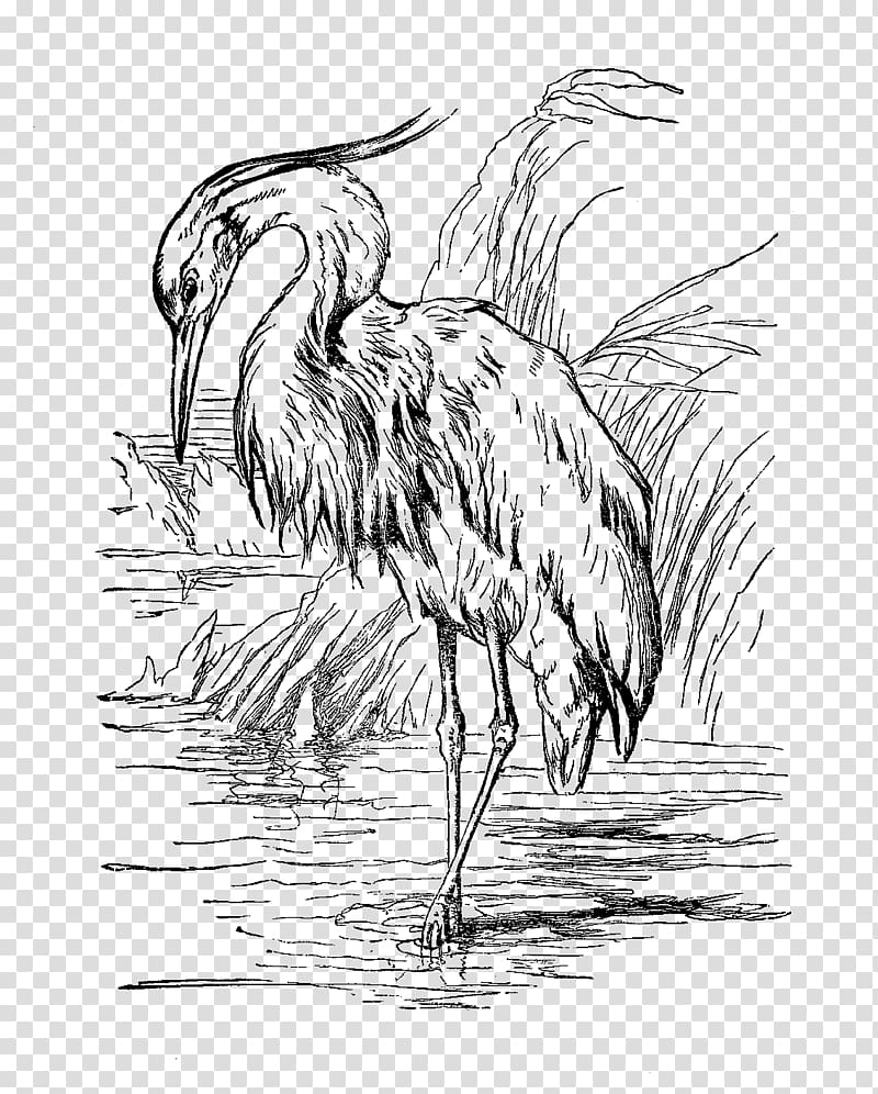 Bird Great blue heron Drawing Egret, crane transparent background PNG ...