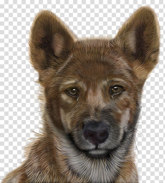 Saarloos wolfdog Kunming wolfdog Dog breed Adobe shop Graphics, Computer transparent background PNG clipart