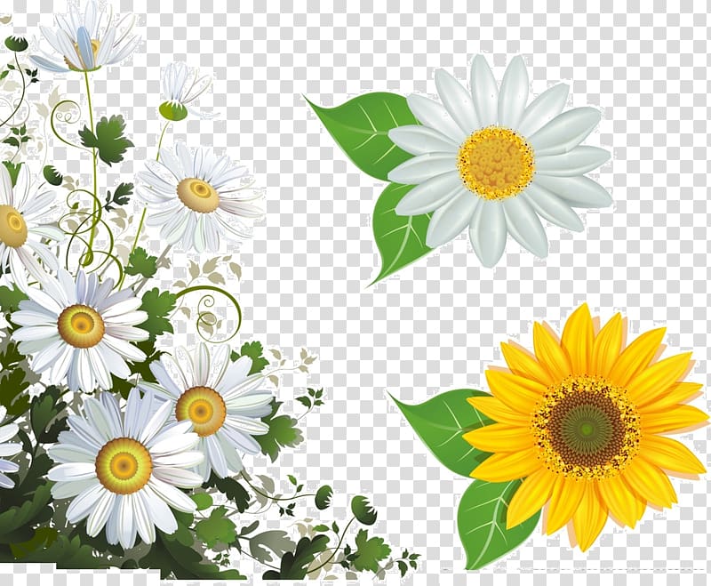 white and yellow flowers illustration, Common daisy Flower frame , White chrysanthemum transparent background PNG clipart