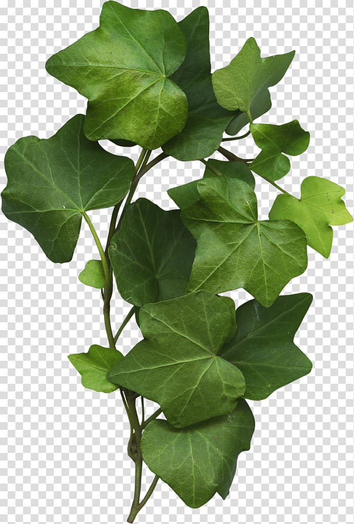 Common Grape Vine Leaf Common ivy Plant, Leaf transparent background PNG clipart