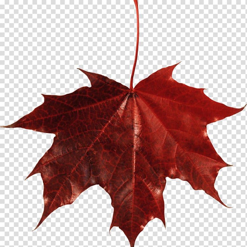 red maple leaf, Maple Leaf Canada transparent background PNG clipart