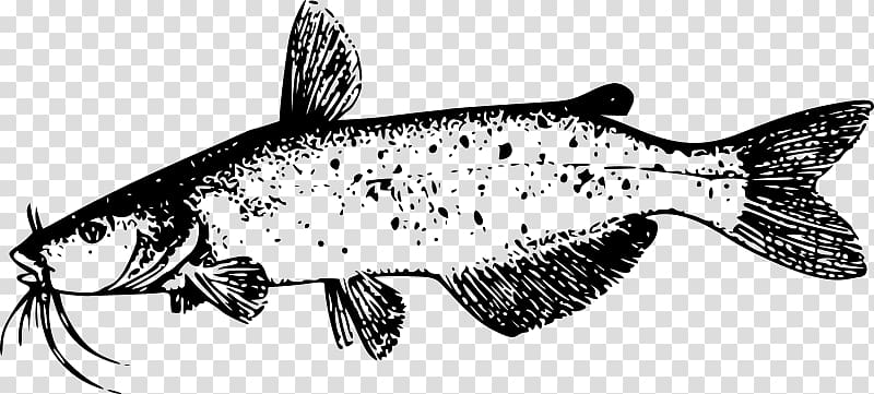 Catfish Line art , aquatic biologists transparent background PNG clipart