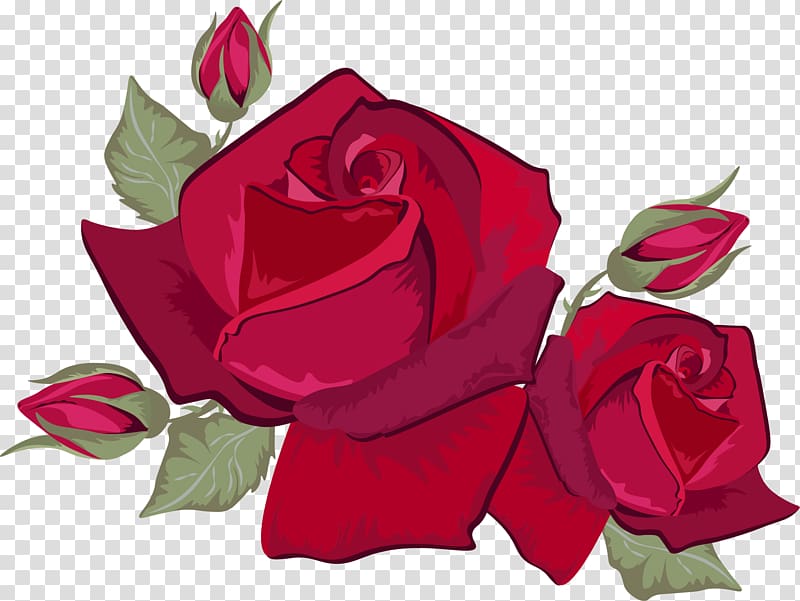 Rose Red Flower, Wine red roses transparent background PNG clipart