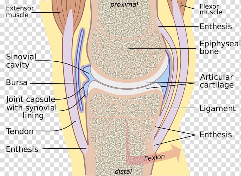 Synovial membrane Synovial joint Synovial fluid Synovial bursa, others transparent background PNG clipart