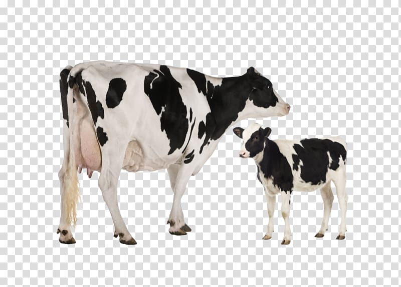 Holstein Friesian cattle Heck cattle Jersey cattle Dairy cattle Toggenburg goat, domestic animal cow transparent background PNG clipart
