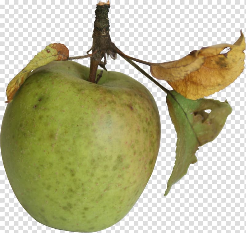 Apple Work of art Artist, apple leaves transparent background PNG clipart