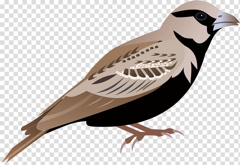 Lark Sparrow , Sparrow transparent background PNG clipart