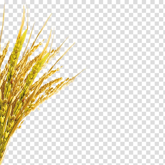 Wheat Euclidean , Wheat transparent background PNG clipart