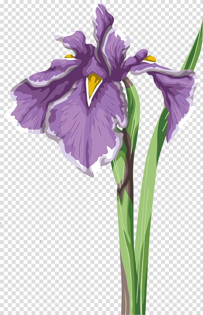 Iris flower data set Wall iris Iris versicolor, flower transparent background PNG clipart