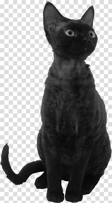 Black cat Bombay cat Korat Devon Rex American Wirehair, kitten transparent background PNG clipart