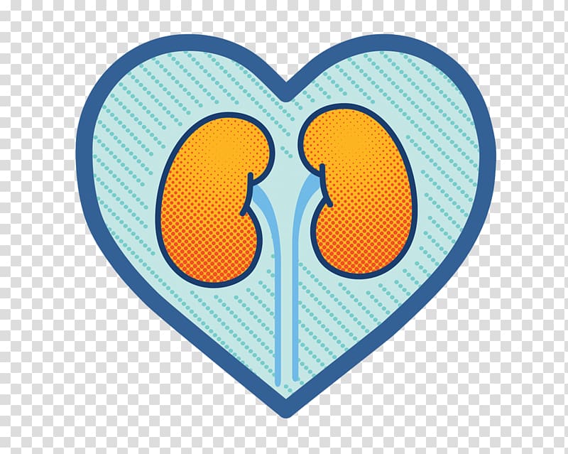 Acute kidney failure Heart failure Tubulo renale, kidney transparent background PNG clipart