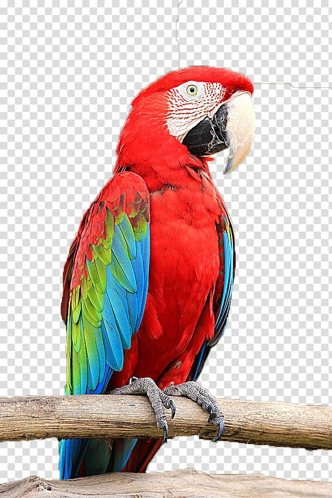 Budgerigar Parrots Bird Macaw, Red Parrot transparent background PNG clipart