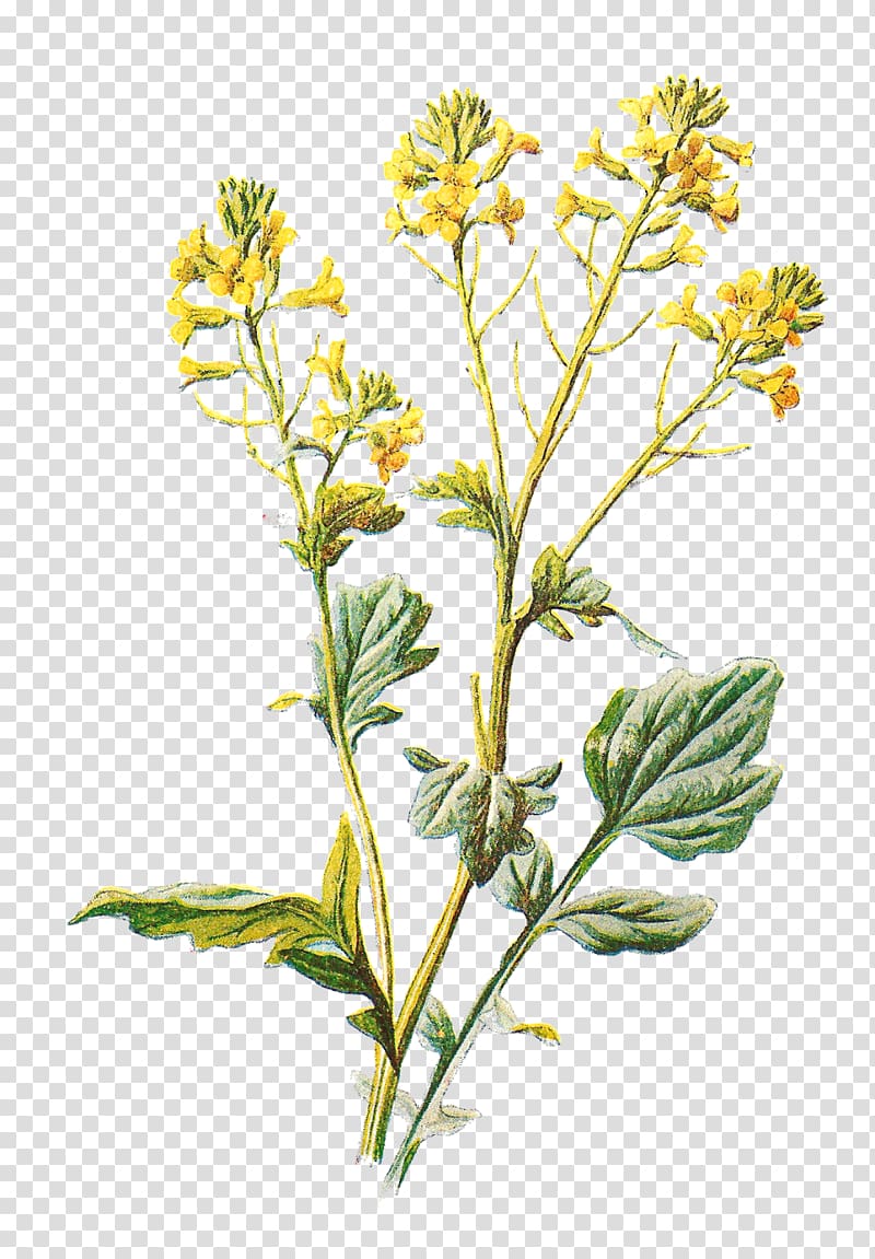 Familiar Wild Flowers Lilium , Flower Yellow transparent background PNG clipart