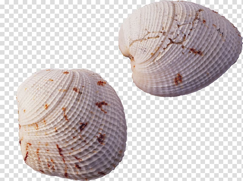 Tianping Mountain Seashell Conch, shell,conch transparent background PNG clipart