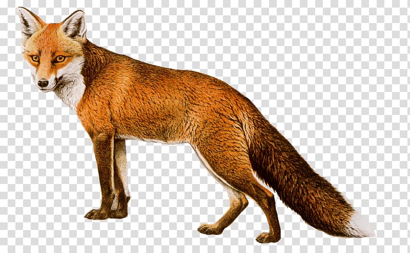 brown and white fox illustration, Red fox, Fox transparent background PNG clipart