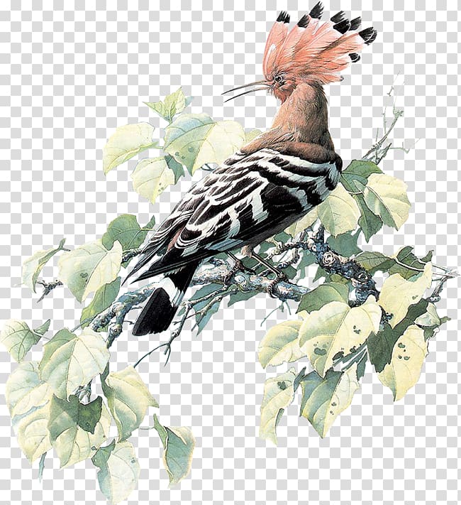 The Conference of the Birds Paper Painting Painter, Bird transparent background PNG clipart