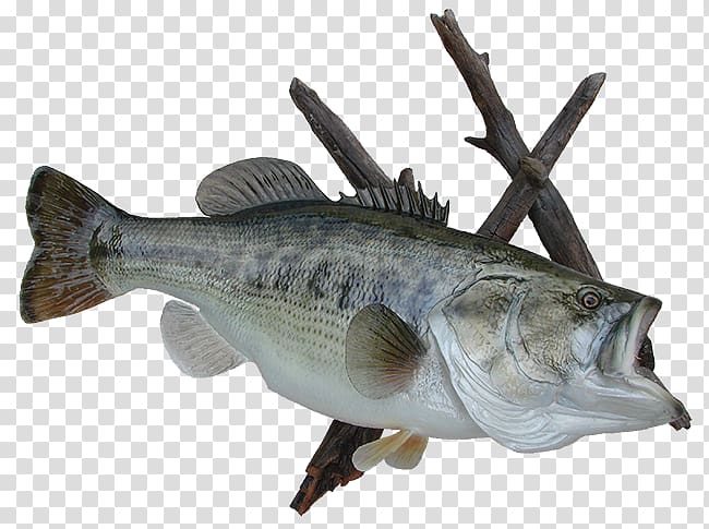 Largemouth bass AZ Wildlife Creations Perch Taxidermy, large mouth bass transparent background PNG clipart