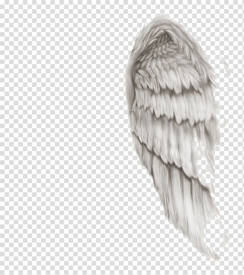 Raster graphics editor , angel wings transparent background PNG clipart