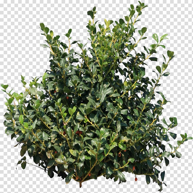 Bushes transparent background PNG clipart