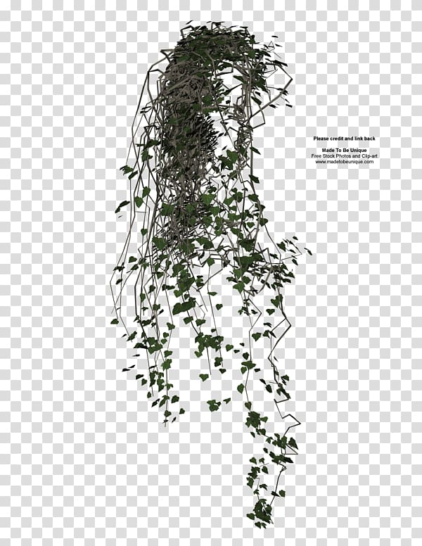 Vine Ivy Drawing , grass transparent background PNG clipart