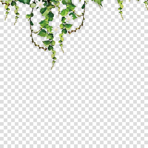 white petaled flowers illustration, Common Grape Vine Parthenocissus tricuspidata Green, Vibrant green vine material transparent background PNG clipart
