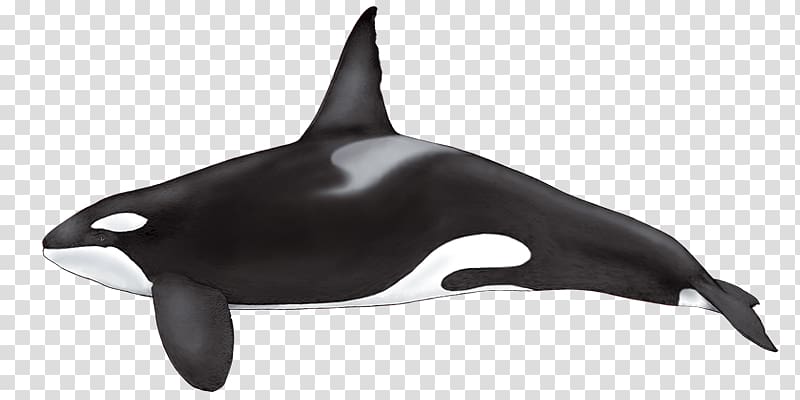 False killer whale Cetaceans Dolphin Shamu, killer whale transparent background PNG clipart