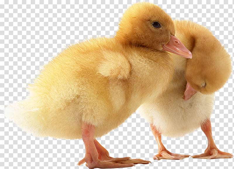 Baby Ducks The Little Duck Call duck, monro transparent background PNG clipart